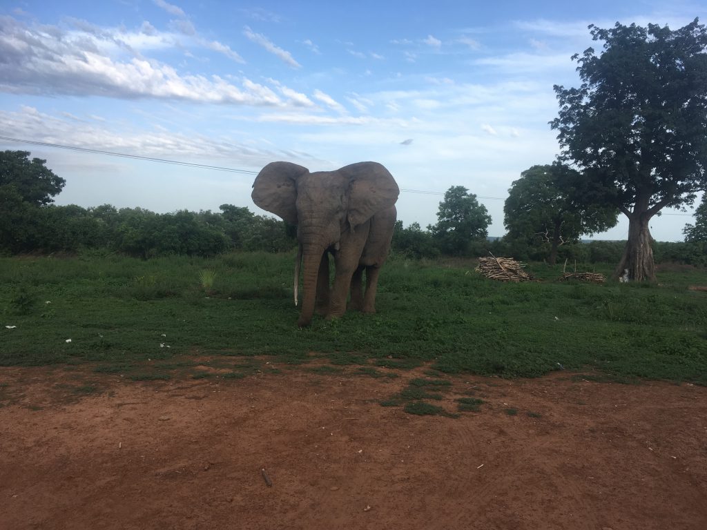 Waar vind je olifanten in Ghana